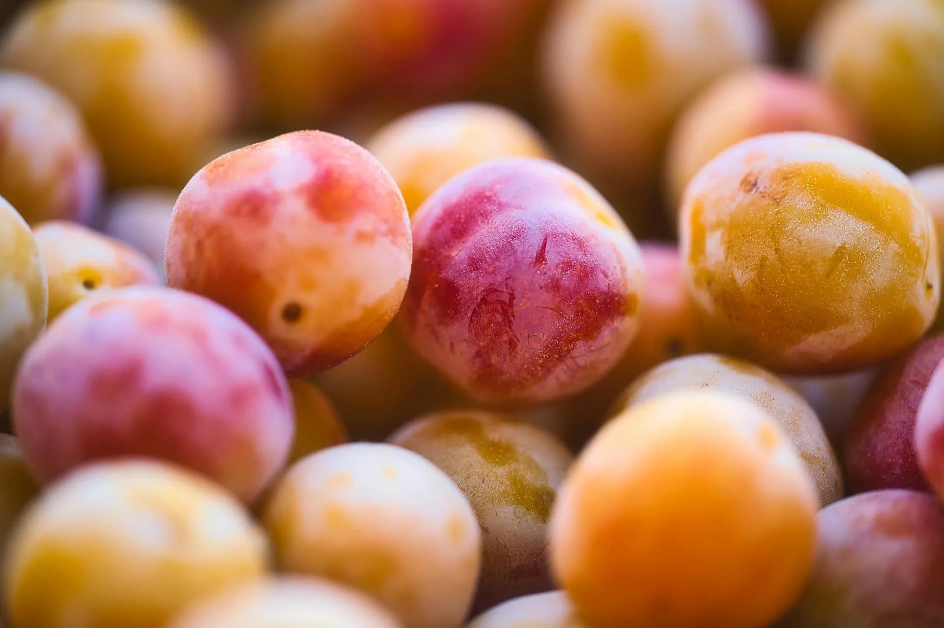 Mirabelles fraiches de Lorraine