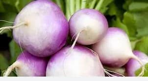 Légume BIO / Navets nouveaux