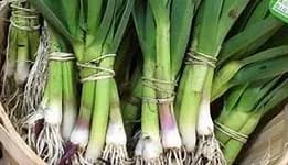 Légume BIO / aillet tige
