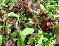 Légume BIO / Mesclun